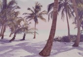 NIKI BUTCHER, HAND COLORED PHO