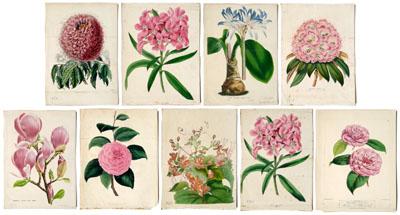 Nine botanical prints: four
