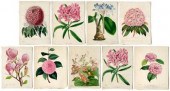 Nine botanical prints: four Jo