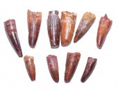NINE FOSSIL SPINOSAURUS DINOSA