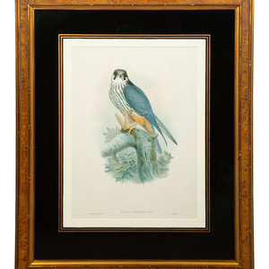 Nine Ornithological Color