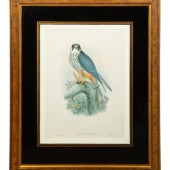 Nine Ornithological Color Lith