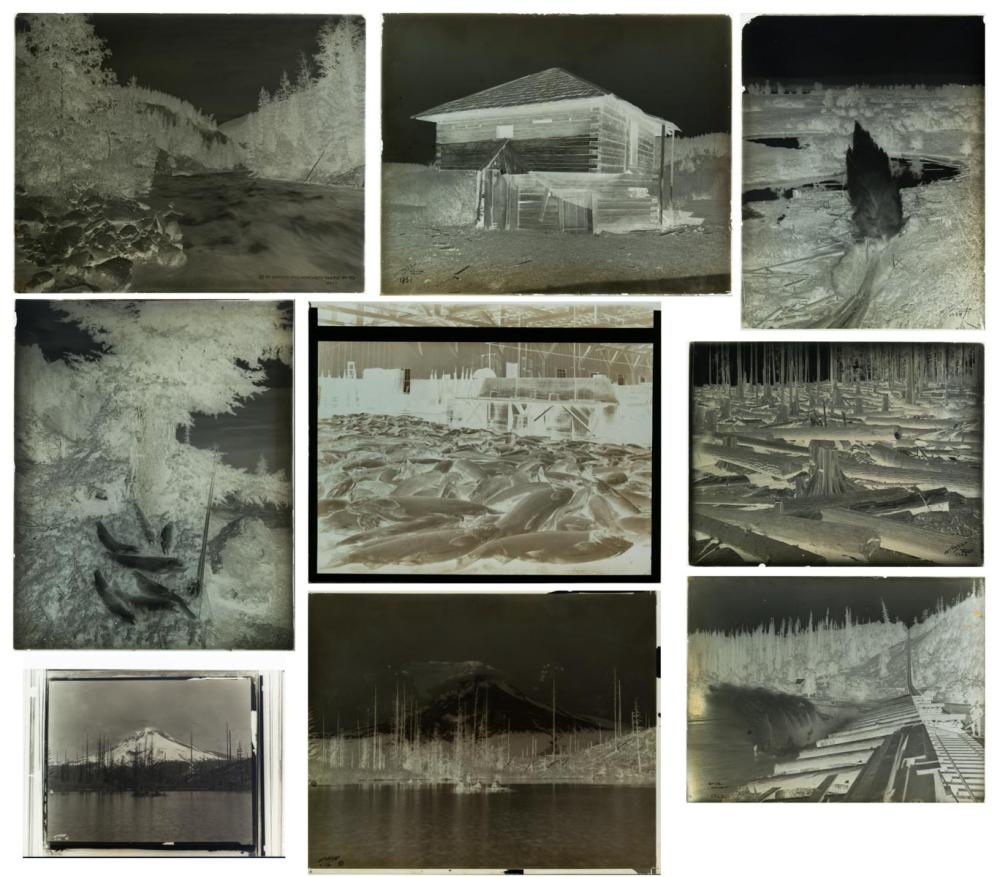 NINE PHOTOGRAPHIC NEGATIVES