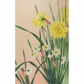 NISHIMURA HODO - DAFFODILS Nis