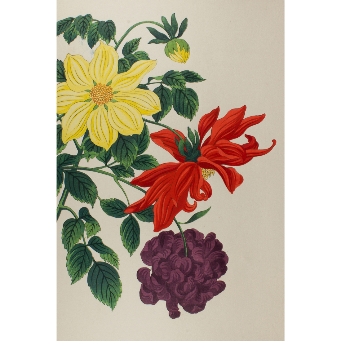 NISHIMURA HODO - DAHLIAS