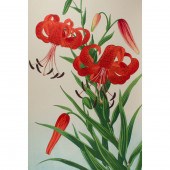 NISHIMURA HODO - TIGER LILIES