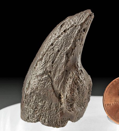 NORTH AMERICAN FOSSILIZED GROUND