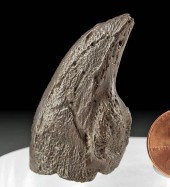 NORTH AMERICAN FOSSILIZED GROU