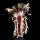 Northern Plains Hair Roach com