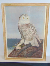 OFF SET LITHOGRAPH, "SNOWY OWL