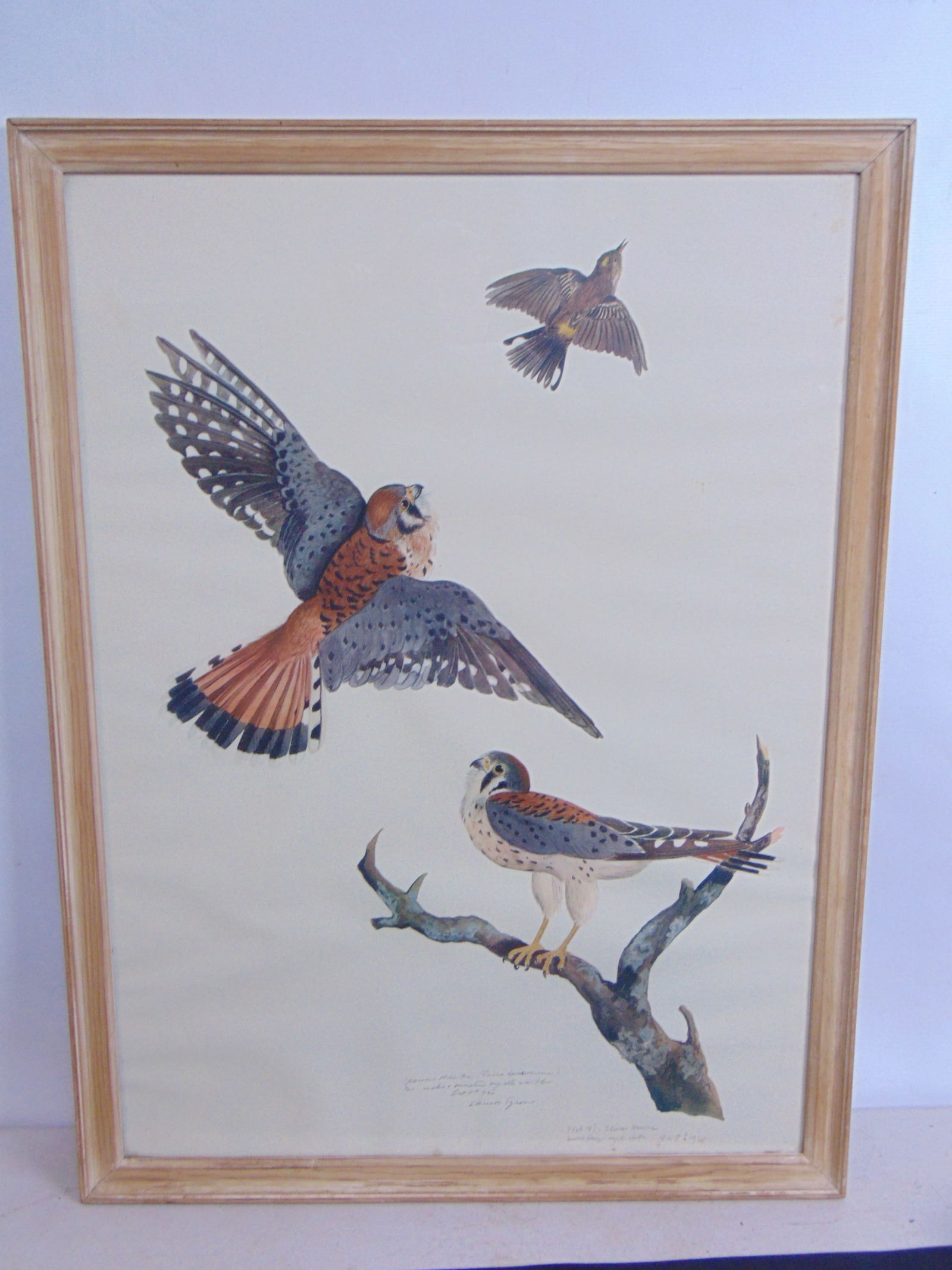 OFF SET LITHOGRAPH, "SPARROW