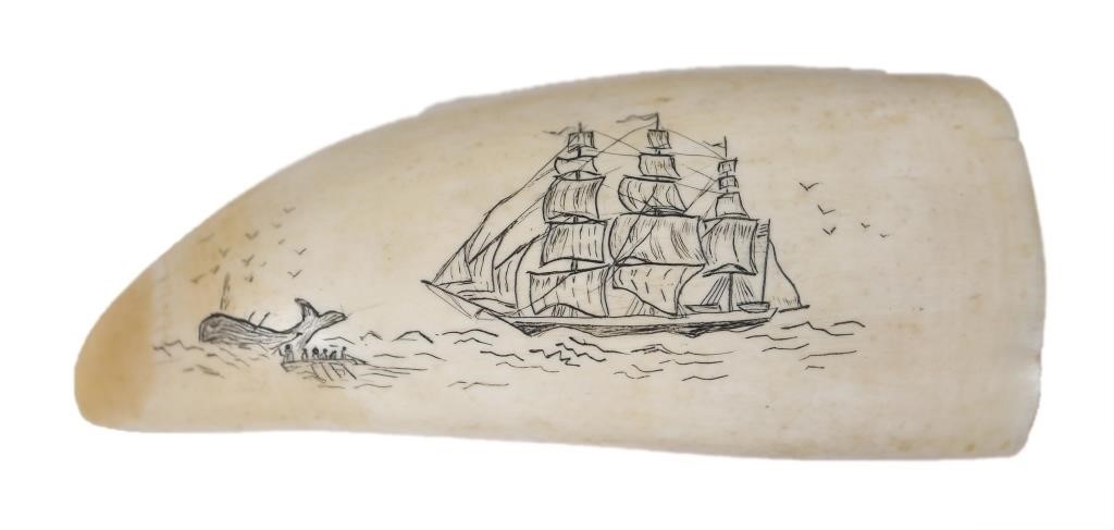 OLD SCRIMSHAW WHALE TOOTH