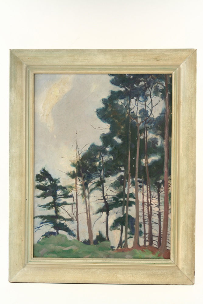 OOB- Forest scene with pines