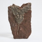 Ordovician Period Fossilized C