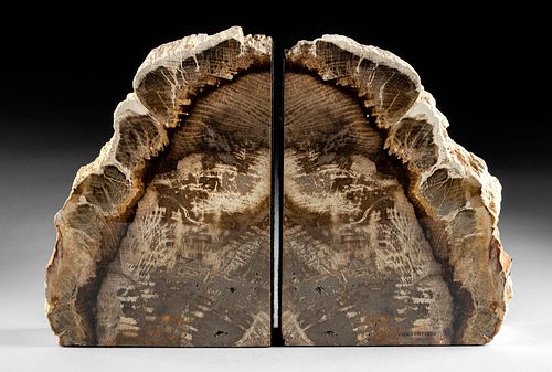 OREGON EOCENE PETRIFIED /