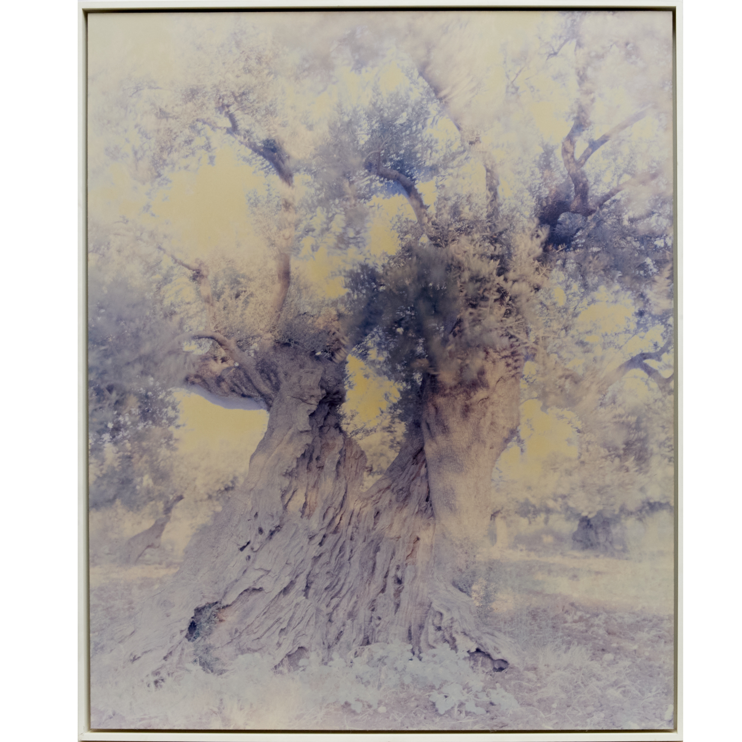 ORI GERSHT, CHROMOGENIC PRINT, 2003