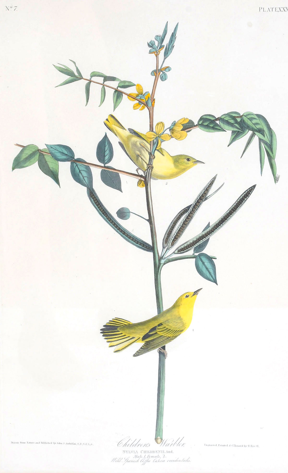 ORIGINAL AUDUBON ENGRAVING ELEPHANT