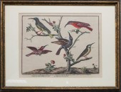ORNITHOLOGICAL AND COLORED ENG
