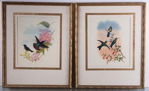 ORNITHOLOGICAL HUMMINGBIRD