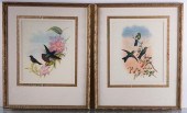 ORNITHOLOGICAL HUMMINGBIRD PRI