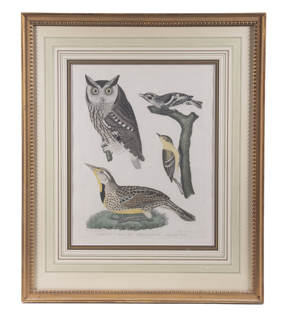 ORNITHOLOGICAL PRINT BY ALEXANDER