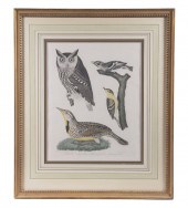 ORNITHOLOGICAL PRINT BY ALEXAN