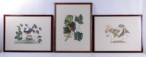 ORNITHOLOGICAL PRINTSThree pages