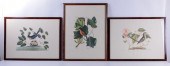 ORNITHOLOGICAL PRINTSThree pag