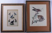 ORNITHOLOGICAL PRINTSTwo ornit