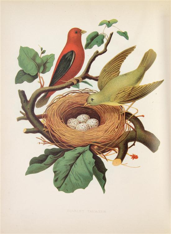 (ORNITHOLOGY AMERICAN) GENTRY