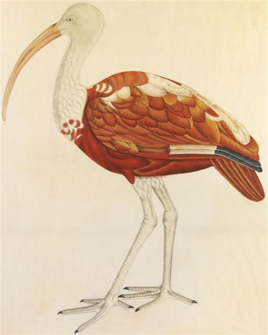* (ORNITHOLOGY) ANONYMOUS Scarlet