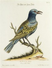 * (ORNITHOLOGY) CATESBY MARC A