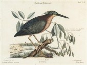 * (ORNITHOLOGY ENGLISH) CATESB