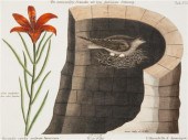 (ORNITHOLOGY ENGLISH) CATESBY