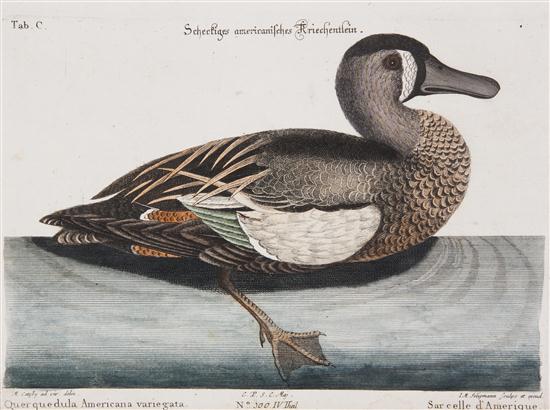 (ORNITHOLOGY ENGLISH) CATESBY