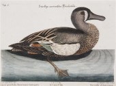 (ORNITHOLOGY ENGLISH) CATESBY