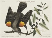 (ORNITHOLOGY ENGLISH) CATESBY
