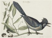 (ORNITHOLOGY ENGLISH) CATESBY