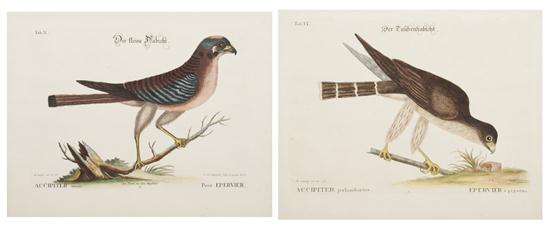 (ORNITHOLOGY ENGLISH) CATESBY