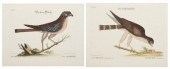 (ORNITHOLOGY ENGLISH) CATESBY