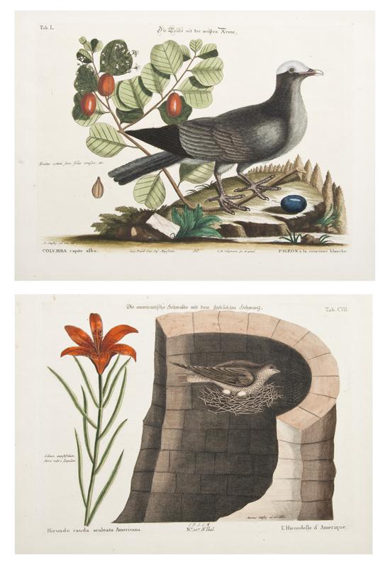 (ORNITHOLOGY ENGLISH) CATESBY
