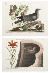 (ORNITHOLOGY ENGLISH) CATESBY