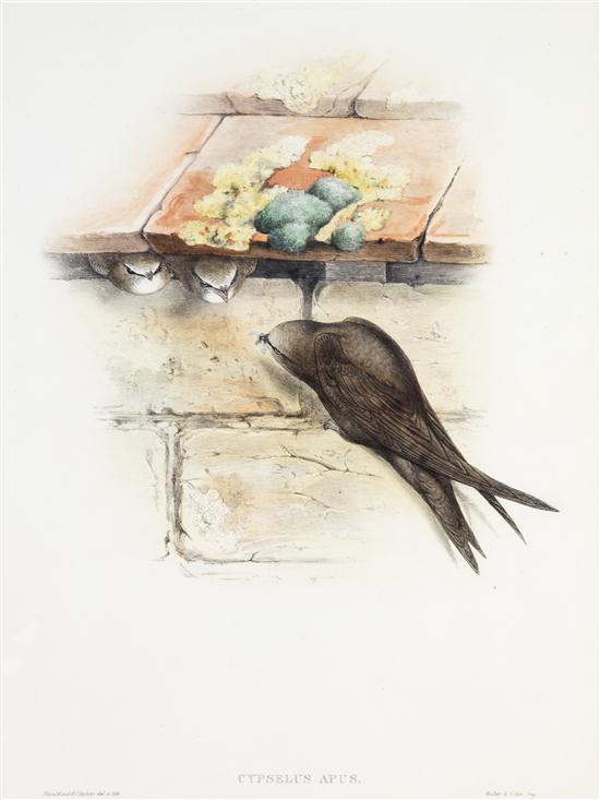 * (ORNITHOLOGY ENGLISH) GOULD
