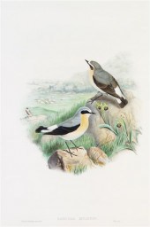(ORNITHOLOGY ENGLISH) GOULD JO