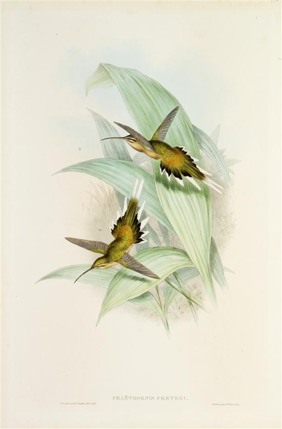 (ORNITHOLOGY ENGLISH) GOULD JOHN