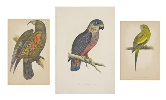 (ORNITHOLOGY ENGLISH) LYDON A. F. A