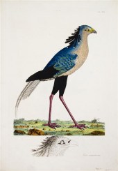 * (ORNITHOLOGY ENGLISH) PAILLO