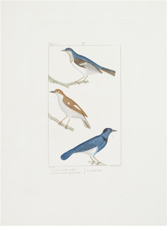 (ORNITHOLOGY FRENCH) PRETRE JOHN
