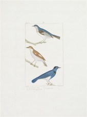 (ORNITHOLOGY FRENCH) PRETRE JO