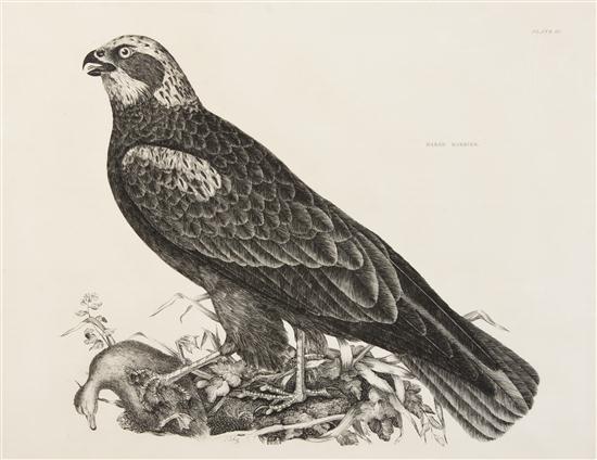 * (ORNITHOLOGY) SELBY JOHN PRIDEAUX